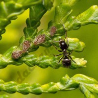 Средства от муравьев, ос и насекомых